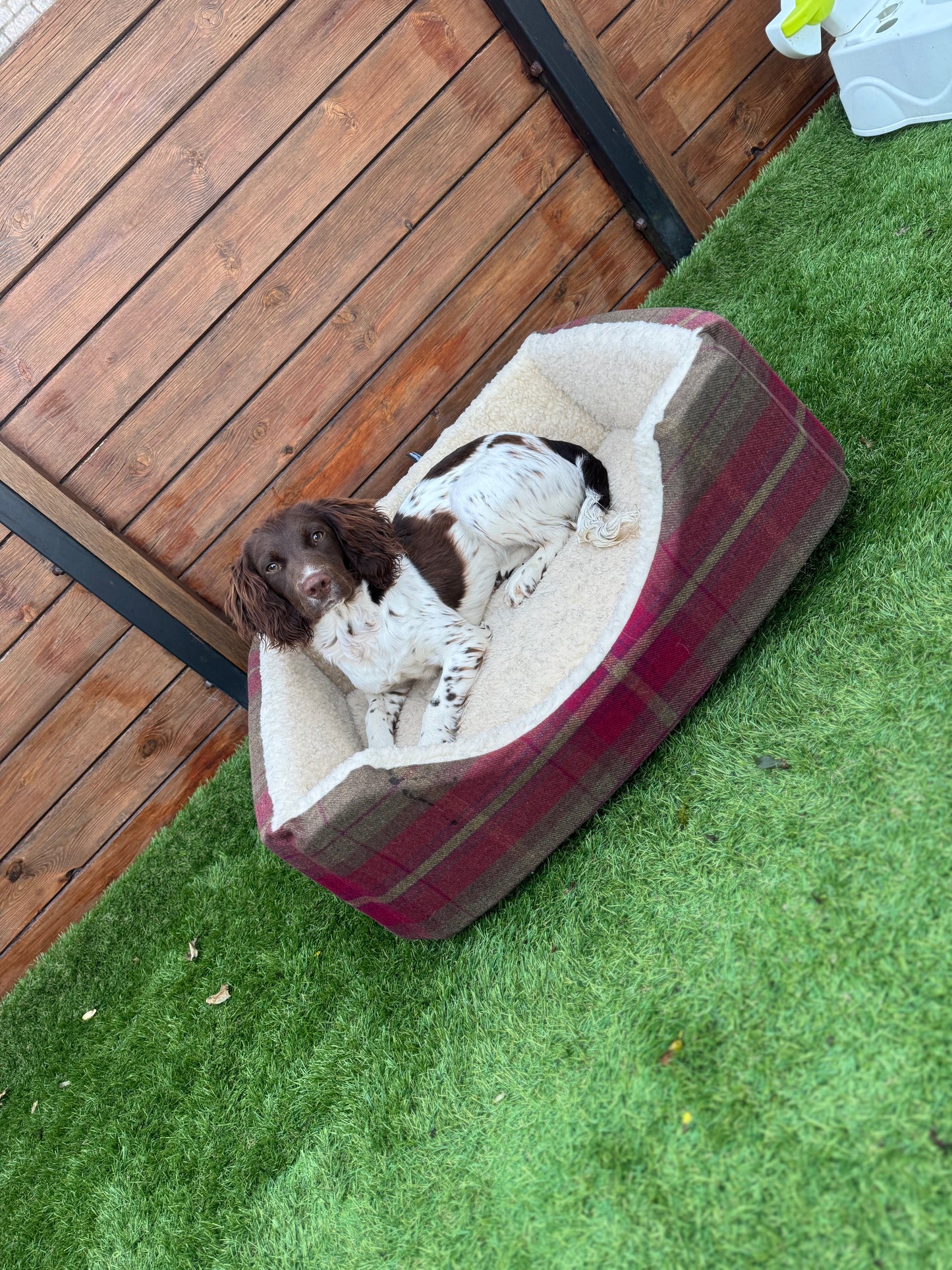Dreamy Dog Beds: Snuggly, Stylish & Washable - Rectangular